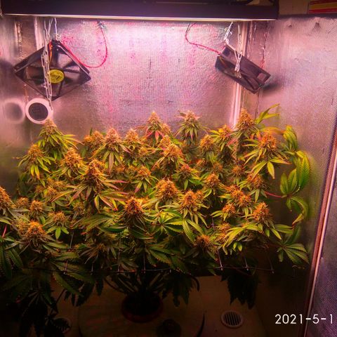 Cinderella 99  growlog timeline photo