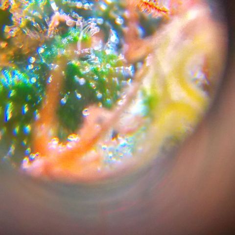 Cinderella 99  growlog timeline photo