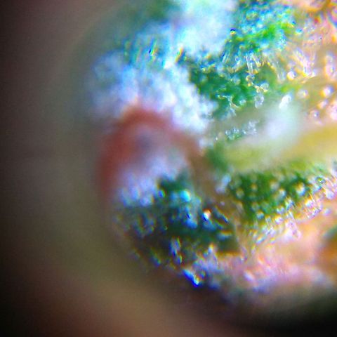 Cinderella 99  growlog timeline photo