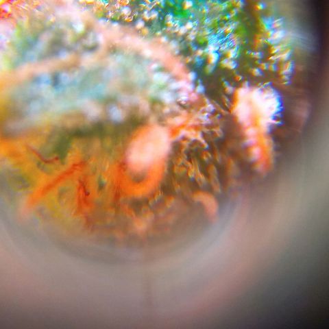 Cinderella 99  growlog timeline photo