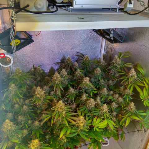 Cinderella 99  growlog timeline photo