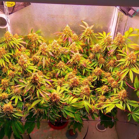 Cinderella 99  growlog timeline photo