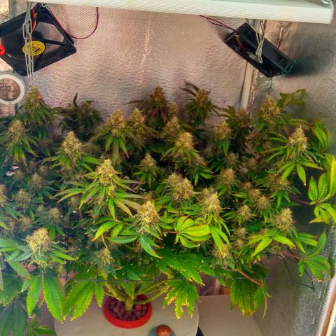 Cinderella 99  growlog timeline photo