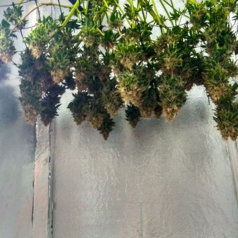 Cinderella 99  growlog timeline photo