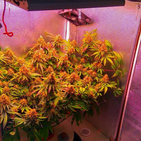 Cinderella 99  growlog timeline photo