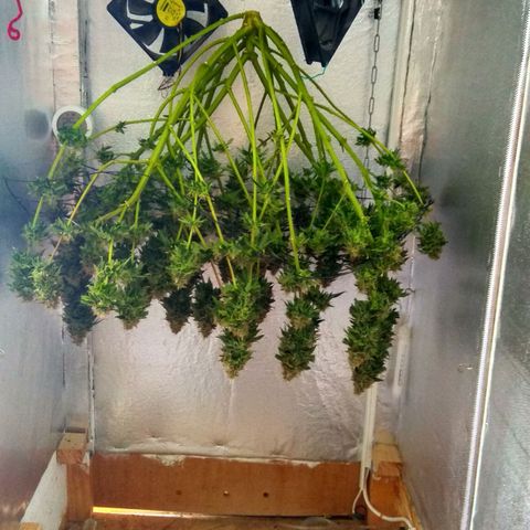 Cinderella 99  growlog timeline photo