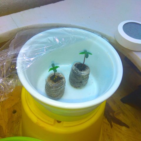 auto eX. treme, error seeds #2 growlog timeline photo