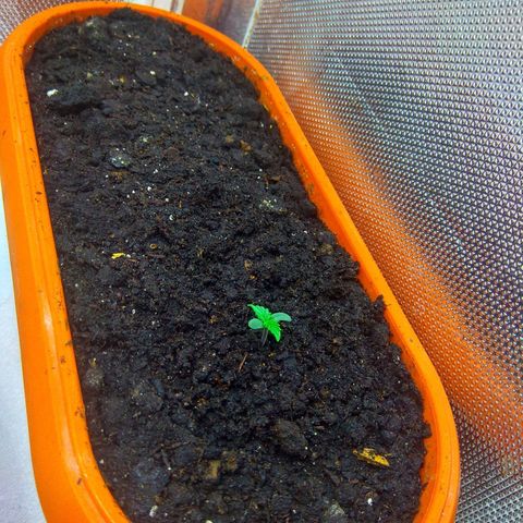 auto eX. treme, error seeds #2 growlog timeline photo