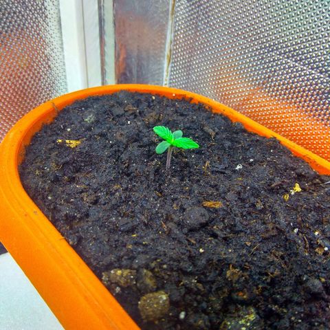 auto eX. treme, error seeds #2 growlog timeline photo