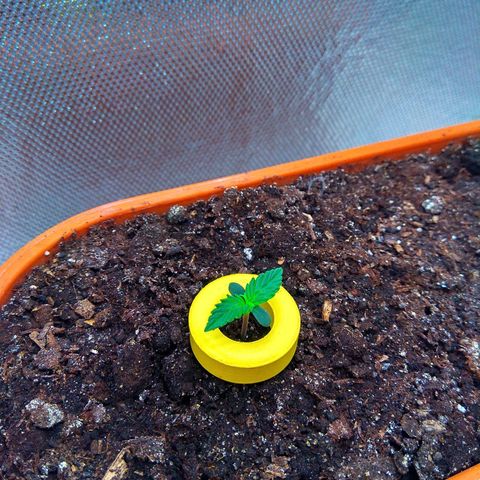 auto eX. treme, error seeds #2 growlog timeline photo