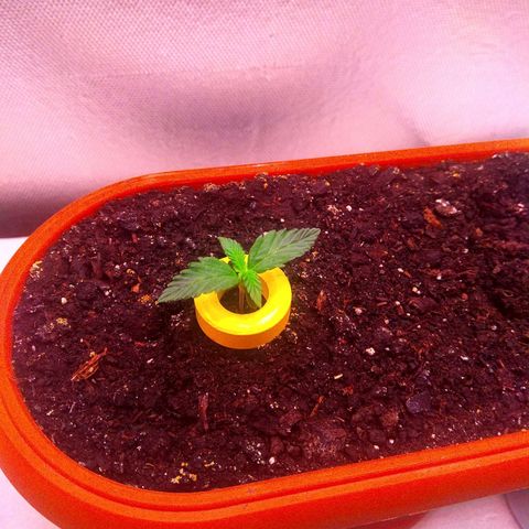 auto eX. treme, error seeds #2 growlog timeline photo