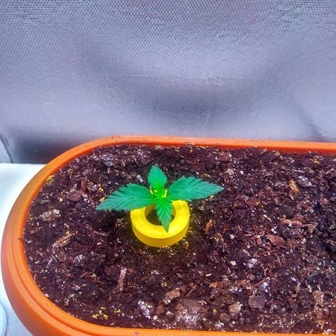 auto eX. treme, error seeds #2 growlog timeline photo