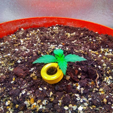 auto eX. treme, error seeds #2 growlog timeline photo