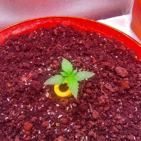 auto eX. treme, error seeds #2 growlog timeline photo