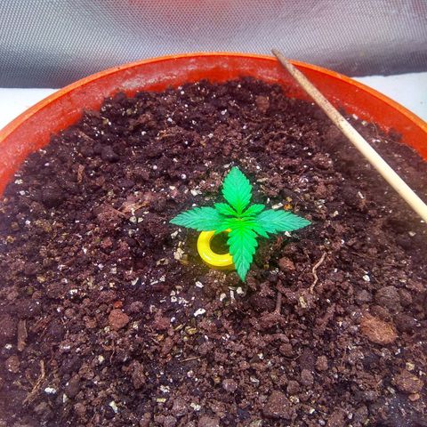 auto eX. treme, error seeds #2 growlog timeline photo