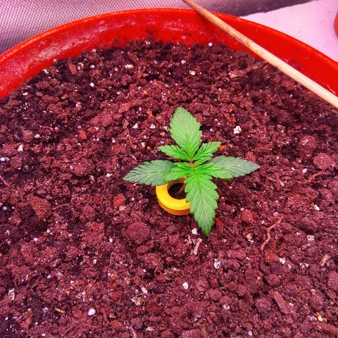 auto eX. treme, error seeds #2 growlog timeline photo