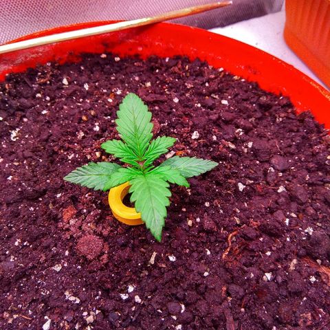 auto eX. treme, error seeds #2 growlog timeline photo