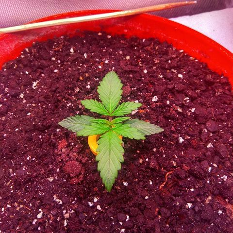auto eX. treme, error seeds #2 growlog timeline photo