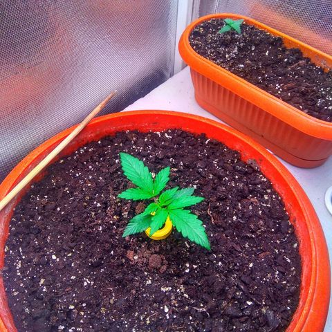 auto eX. treme, error seeds #2 growlog timeline photo