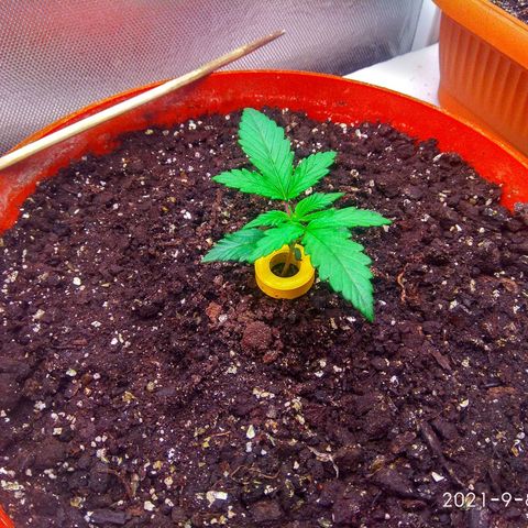 auto eX. treme, error seeds #2 growlog timeline photo