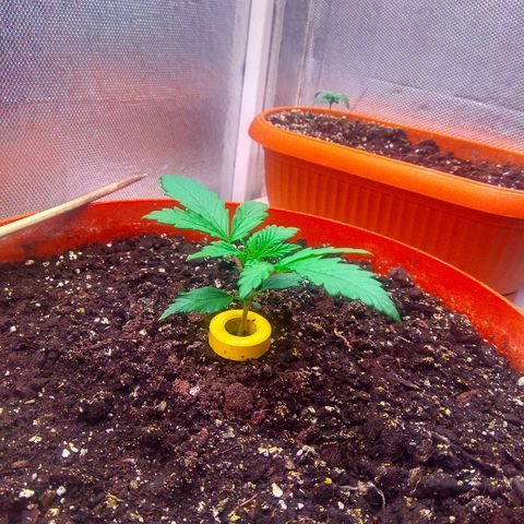 auto eX. treme, error seeds #2 growlog timeline photo