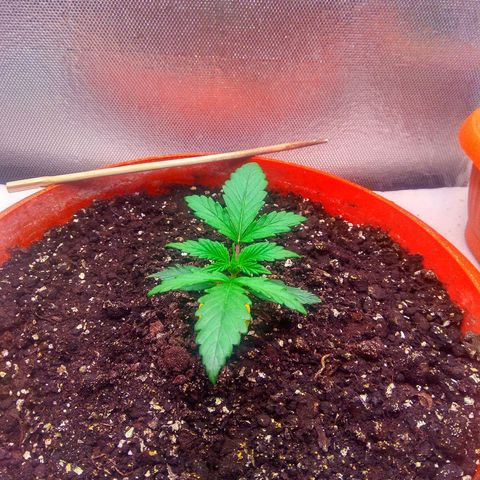auto eX. treme, error seeds #2 growlog timeline photo