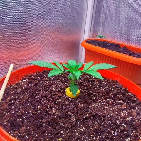 auto eX. treme, error seeds #2 growlog timeline photo
