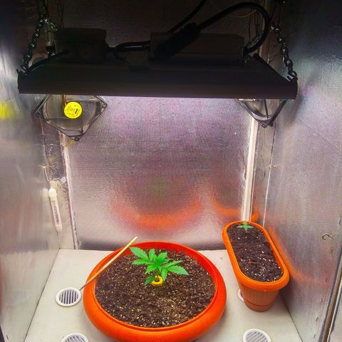auto eX. treme, error seeds #2 growlog timeline photo
