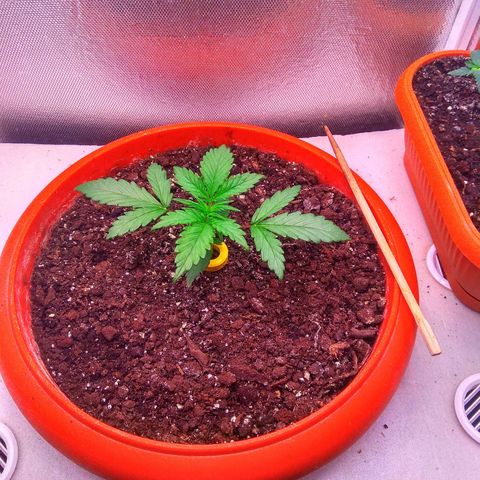 auto eX. treme, error seeds #2 growlog timeline photo