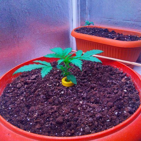 auto eX. treme, error seeds #2 growlog timeline photo