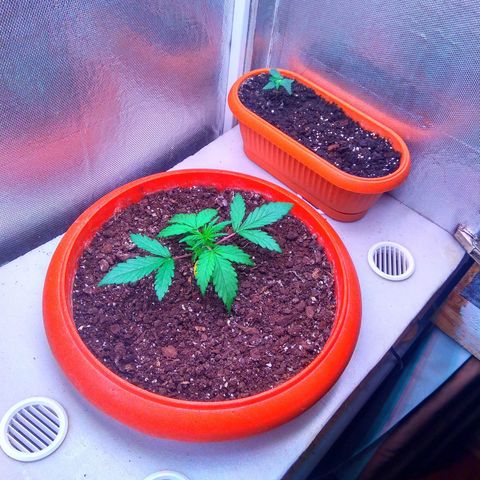 auto eX. treme, error seeds #2 growlog timeline photo