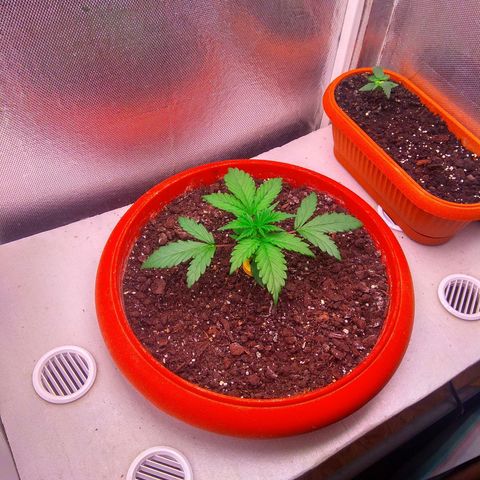 auto eX. treme, error seeds #2 growlog timeline photo