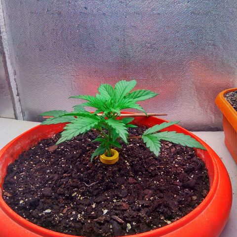 auto eX. treme, error seeds #2 growlog timeline photo