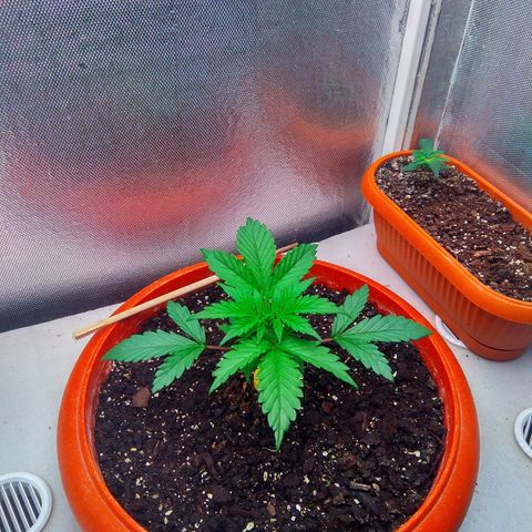 auto eX. treme, error seeds #2 growlog timeline photo