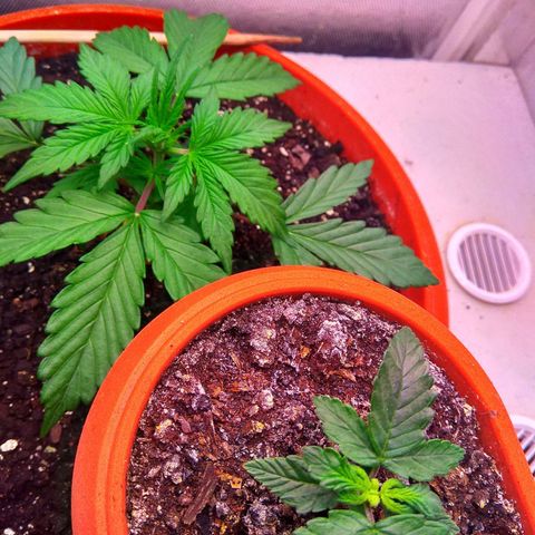 auto eX. treme, error seeds #2 growlog timeline photo