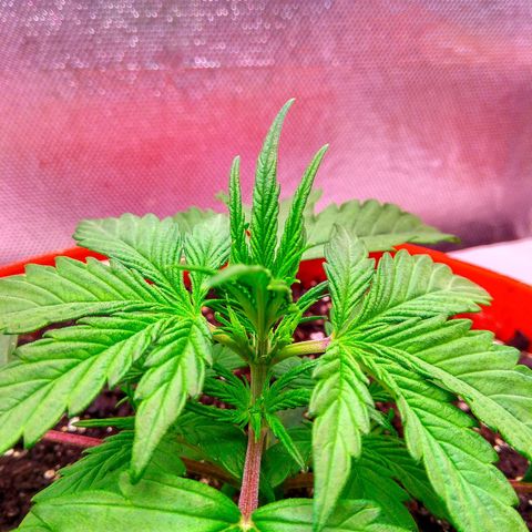 auto eX. treme, error seeds #2 growlog photo: зацвела🤦
