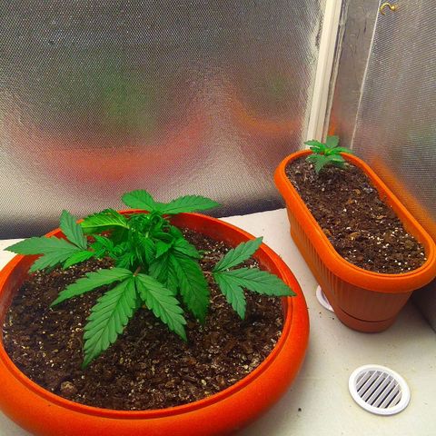 auto eX. treme, error seeds #2 growlog timeline photo
