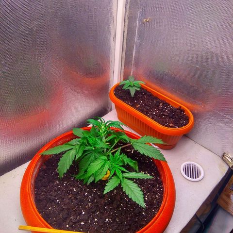 auto eX. treme, error seeds #2 growlog timeline photo