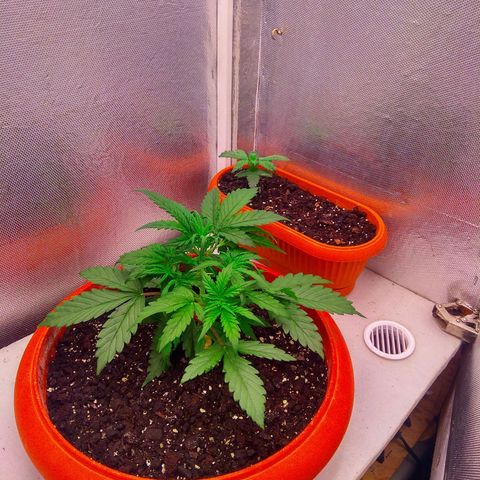 auto eX. treme, error seeds #2 growlog timeline photo