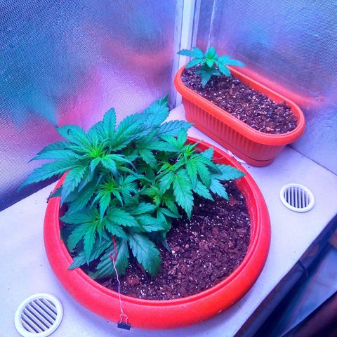 auto eX. treme, error seeds #2 growlog timeline photo