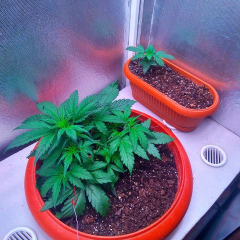 auto eX. treme, error seeds #2 growlog timeline photo