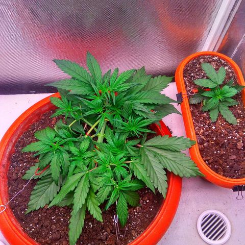 auto eX. treme, error seeds #2 growlog timeline photo