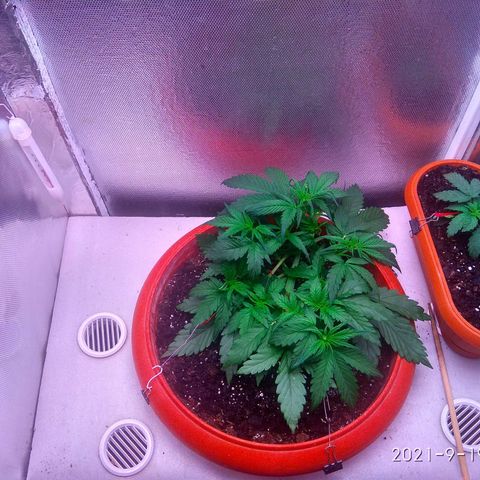 auto eX. treme, error seeds #2 growlog timeline photo