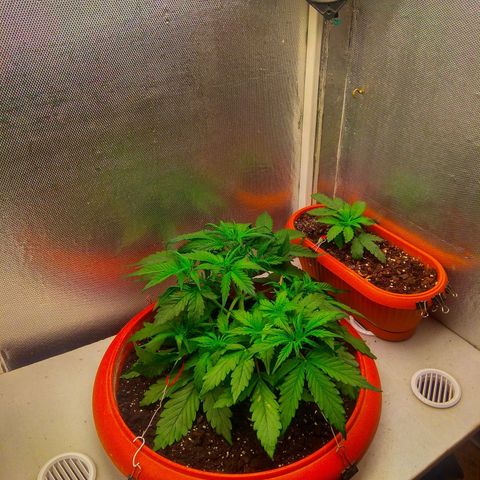 auto eX. treme, error seeds #2 growlog timeline photo
