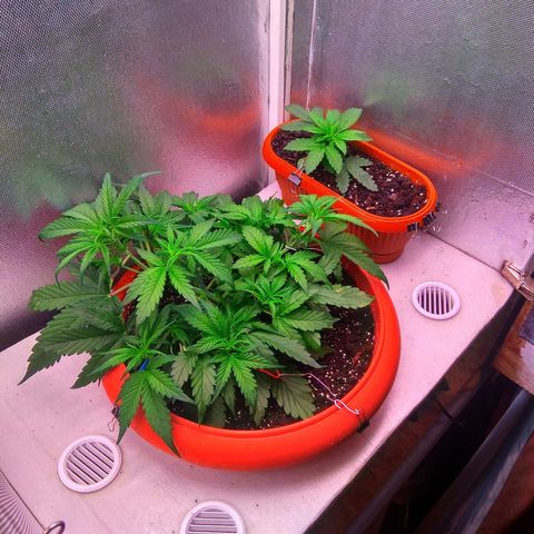 auto eX. treme, error seeds #2 growlog timeline photo