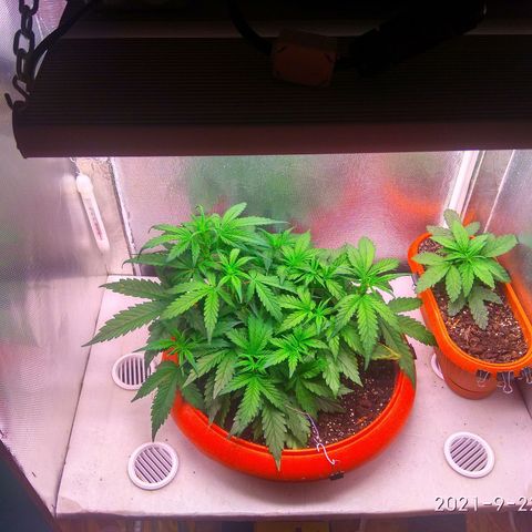 auto eX. treme, error seeds #2 growlog timeline photo