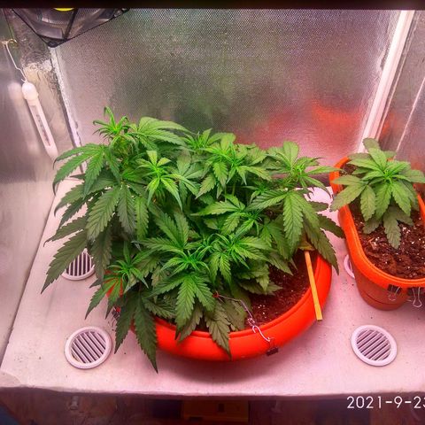 auto eX. treme, error seeds #2 growlog timeline photo