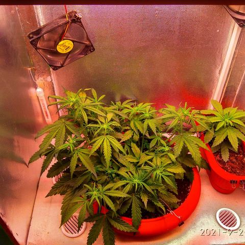 auto eX. treme, error seeds #2 growlog timeline photo