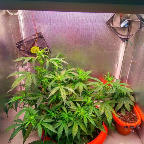 auto eX. treme, error seeds #2 growlog timeline photo