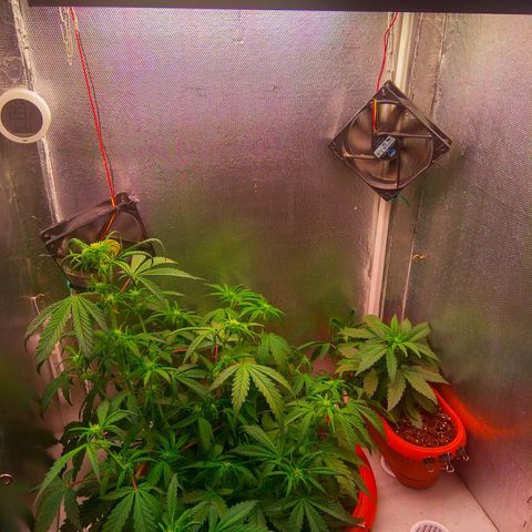 auto eX. treme, error seeds #2 growlog timeline photo